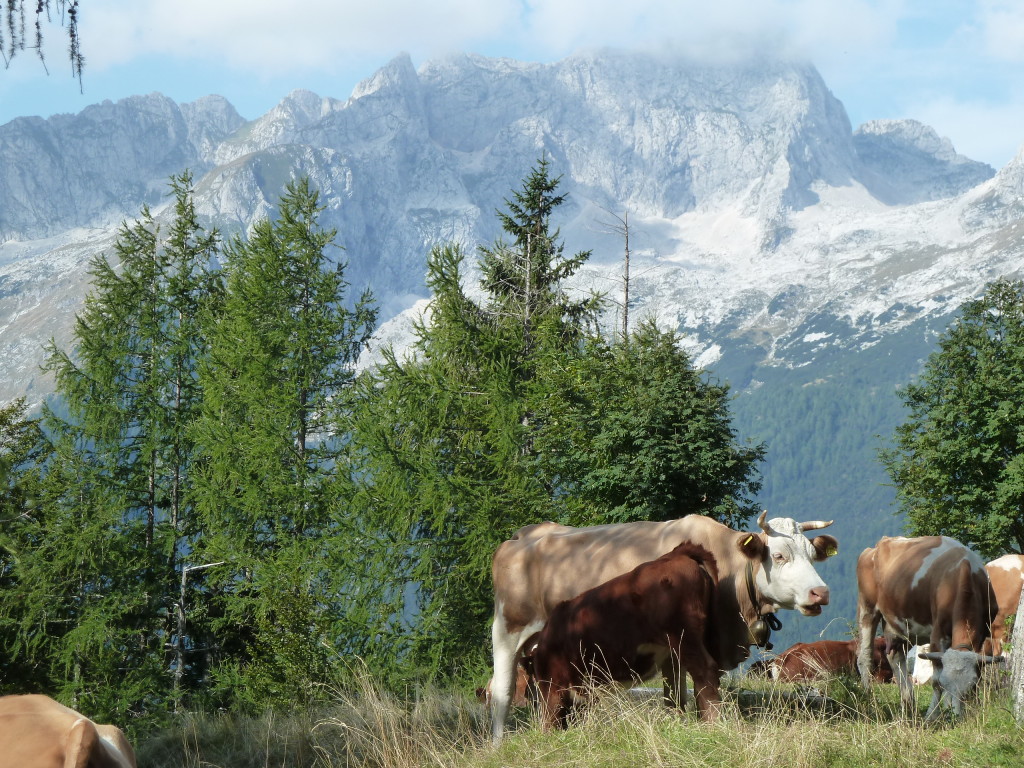 Cows in the Julian Alps - Colleen Friesen