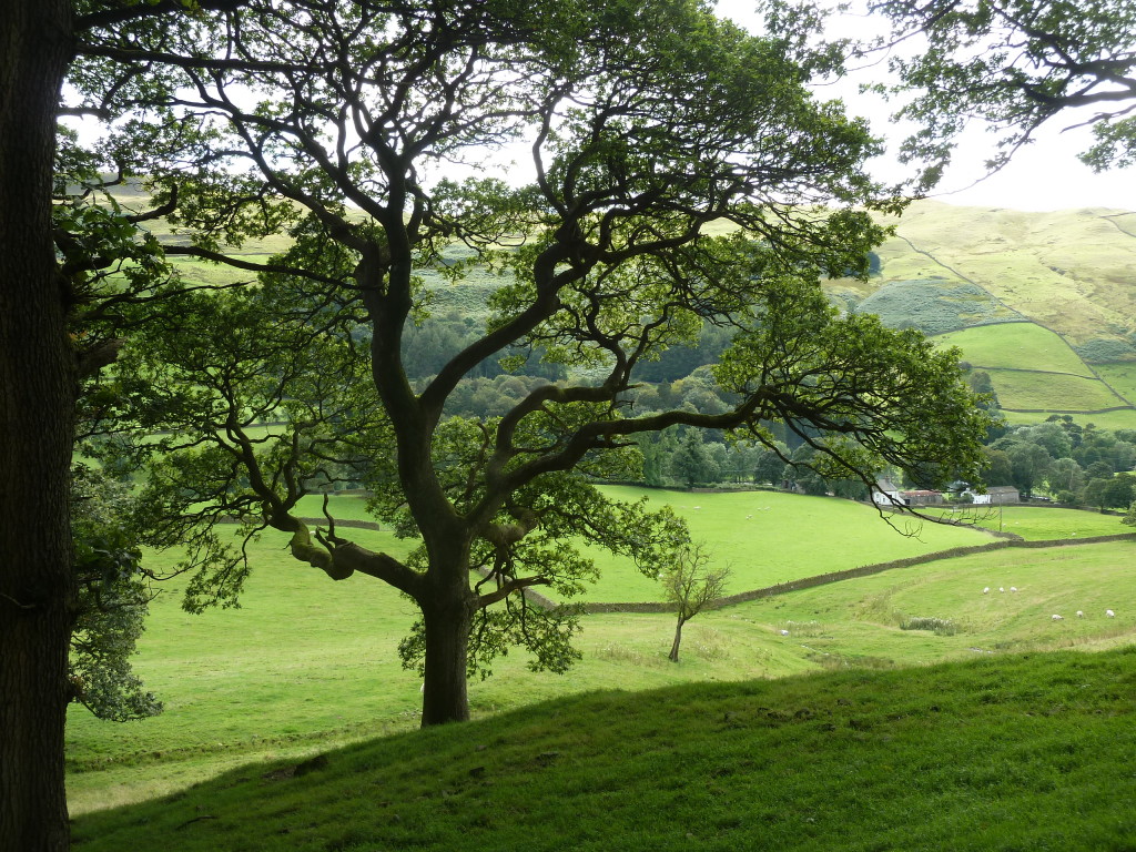 Tree in the Dales - Colleen Friesen