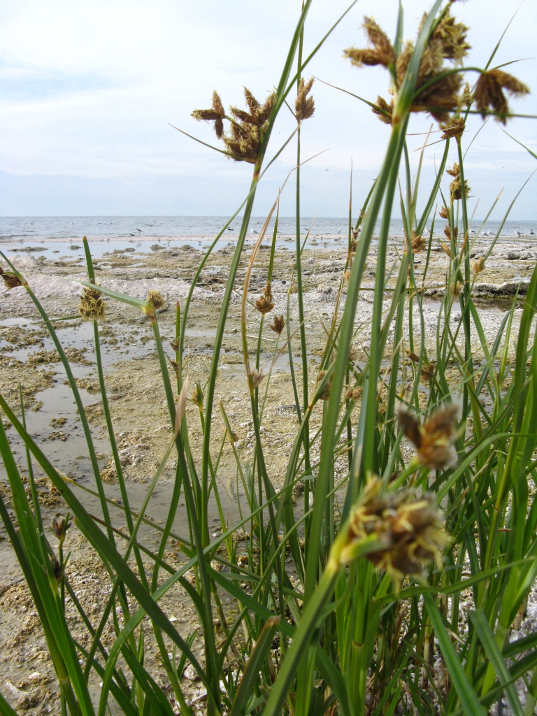 Salton Sea - Colleen Friesen